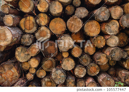 Deforestation. Tree cutting. Removal of trees for urban development. . High quality photo Deforestation. Tree cutting. Removal of trees for urban development. . High quality photo 105577447