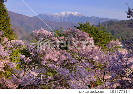 Miho, Ina City, Nagano Prefecture Takato Okohigan cherry blossoms from the heights of Koyasu Shrine and Mt. Miho, Ina City, Nagano Prefecture Takato Okohigan cherry blossoms from the heights of Koyasu Shrine and Mt. 105577514