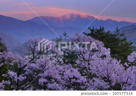 Miho, Ina City, Nagano Prefecture Takato Okohigan cherry blossoms from the hill of Koyasu Shrine and the snow-capped Mt. Miho, Ina City, Nagano Prefecture Takato Okohigan cherry blossoms from the hill of Koyasu Shrine and the snow-capped Mt. 105577516