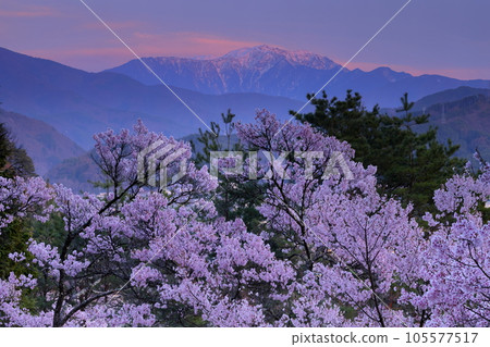 Miho, Ina City, Nagano Prefecture Takato Okohigan cherry blossoms from the hill of Koyasu Shrine and the snow-capped Mt. Miho, Ina City, Nagano Prefecture Takato Okohigan cherry blossoms from the hill of Koyasu Shrine and the snow-capped Mt. 105577517