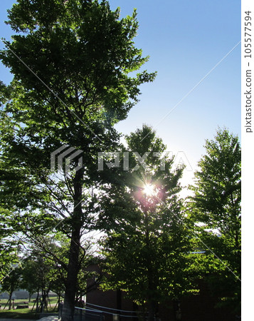 grove of light shining grove of light shining 105577594