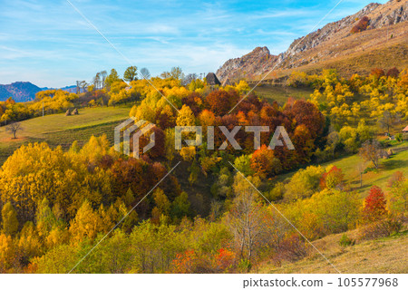 Autumn trees in the forest 105577968