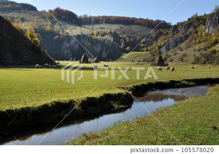 Watercourse in a green meadow. Herd of sheep in the background 105578020