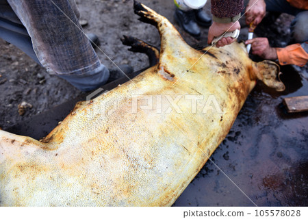 Slaughter remove the hair of the pig with a knife Slaughter remove the hair of the pig with a knife 105578028