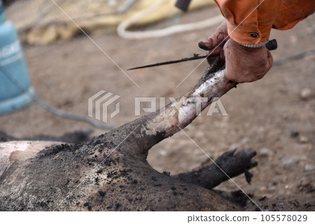 Slaughter remove the hair of the pig with a knife Slaughter remove the hair of the pig with a knife 105578029