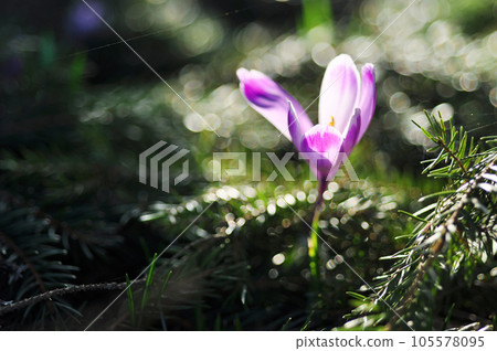 Springtime blooming crocus flowers 105578095
