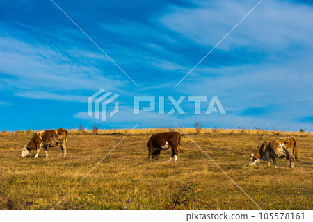 Cows grazing on meadow 105578161