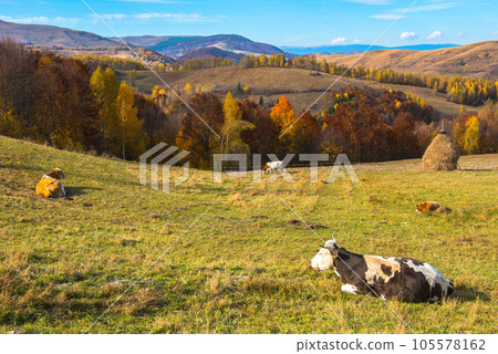 Cows grazing on meadow 105578162