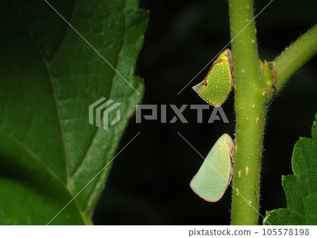 赫里西亞·羽衣和青葉羽衣 105578198