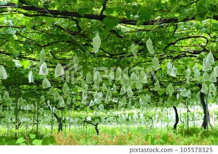 葡萄園葡萄採摘 105578325