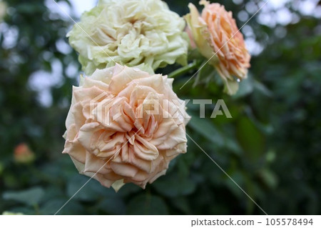 Apricot color rose flower Apricot color rose flower 105578494