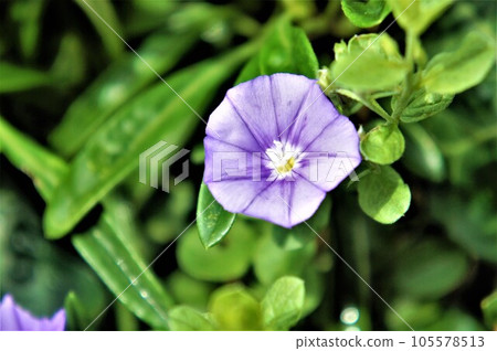 紫色旋花 紫色旋花 105578513
