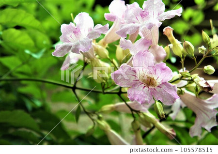 Flower of a tender Flower of a tender 105578515