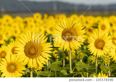 Sunflowers in full bloom Sunflower field in Yamamoto-cho, Miyagi in the early morning (2023 Yamamoto Sunflower Festival) Yamamoto-cho, Miyagi Sunflowers in full bloom Sunflower field in Yamamoto-cho, Miyagi in the early morning (2023 Yamamoto Sunflower Festival) Yamamoto-cho, Miyagi 105578590