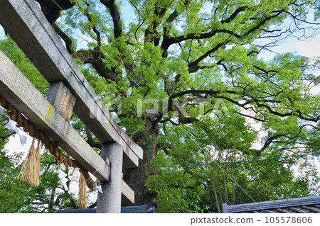 Shin Kumano Shrine Kagemuki Ookusumi (Higashiyama Ward, Kyoto City) Shin Kumano Shrine Kagemuki Ookusumi (Higashiyama Ward, Kyoto City) 105578606