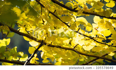 Ginkgo leaves dyed yellow against the blue sky in autumn Ginkgo leaves dyed yellow against the blue sky in autumn 105578649