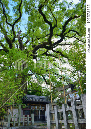 新熊野神社景向大隅(京都市東山區) 新熊野神社景向大隅(京都市東山區) 105578825
