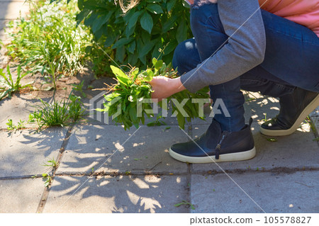 Young woman in a blue jeans pulls weeds out of the yard concrete slabs Young woman in a blue jeans pulls weeds out of the yard concrete slabs 105578827
