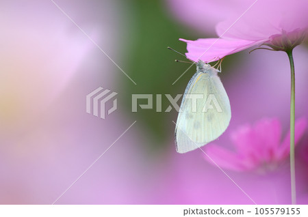 一個怪物陷入粉紅色的宇宙中 105579155