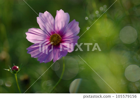 粉色波斯菊特寫 105579156