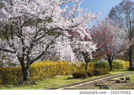 櫻花在公園裡 櫻花在公園裡 105579362