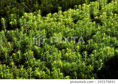 Fir tree nursery, young spruce growing 105579841