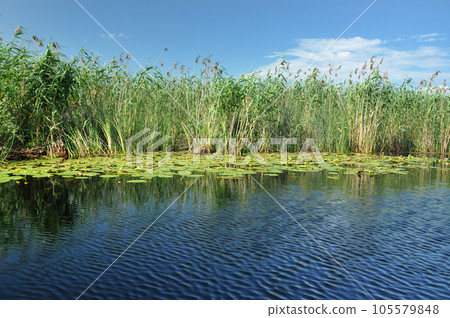 Water channel, river in Danube delta, Romania 105579848