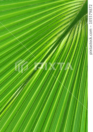 Pattern of a green palm leaf close-up 105579872