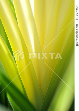 Abstract yellow cactus leaf Abstract yellow cactus leaf 105579880