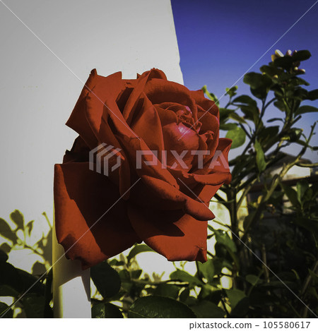 A beautiful red rose blooming on terrace garden A beautiful red rose blooming on terrace garden 105580617