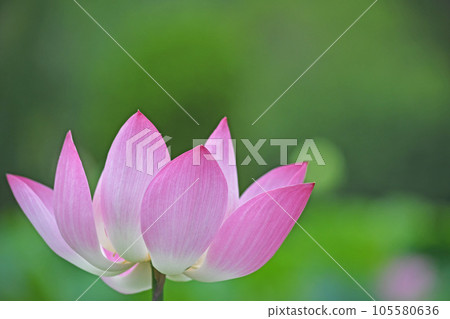 Lotus flower  105580636