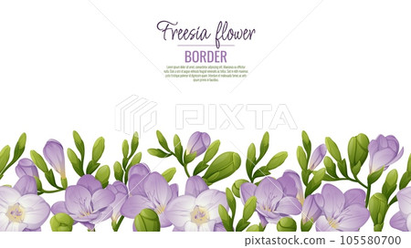 Seamless border of purple freesia flowers and green buds on a white background. Background design. Template for posters, postcards. Vector illustration Seamless border of purple freesia flowers and green buds on a white background. Background design. Template for posters, postcards. Vector illustration 105580700