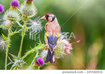 European goldfinch, feeding on the seeds of thistles. Carduelis carduelis. European goldfinch, feeding on the seeds of thistles. Carduelis carduelis. 105580916
