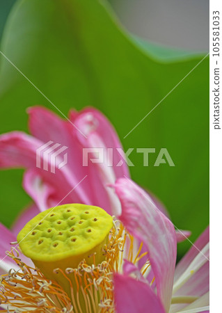蓮花 105581033