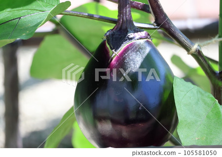 A close-up view of green leaves and dark purple round Torikai eggplants 105581050