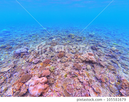 A popular diving spot in Okinawa Prefecture, the coral reef in the shallow waters of Cape Maeda. 105581679