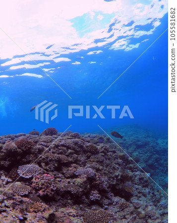 The underwater scenery of Cape Maeda, a popular diving spot in Okinawa Prefecture. 105581682