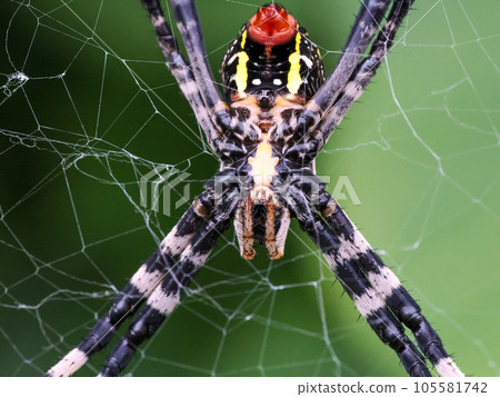 Landscape with Argiope Landscape with Argiope 105581742