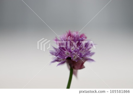 韭菜花，來自家庭花園的香草 105581866