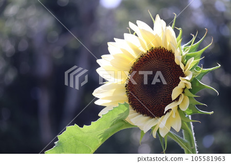 一種名為“白夜”的小向日葵的特寫，有淡黃色的花瓣和綠葉 105581963
