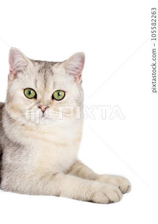 Half of the cute white cat is lying, looking out from somewhere on the side with its front paws because of something Half of the cute white cat is lying, looking out from somewhere on the side with its front paws because of something 105582263