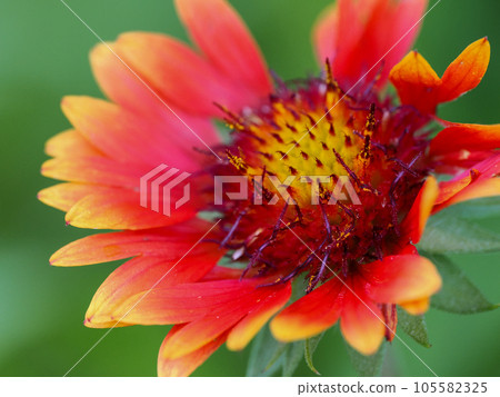風景與 Gaillardia 105582325