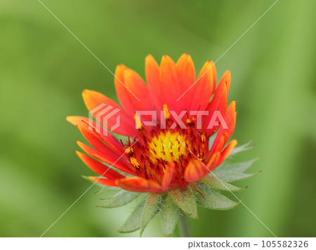 風景與 Gaillardia 105582326