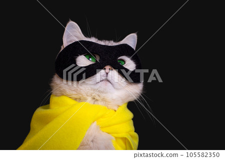 Portrait of white cat in a black mask and yellow cape sits on black background, looking up Portrait of white cat in a black mask and yellow cape sits on black background, looking up 105582350