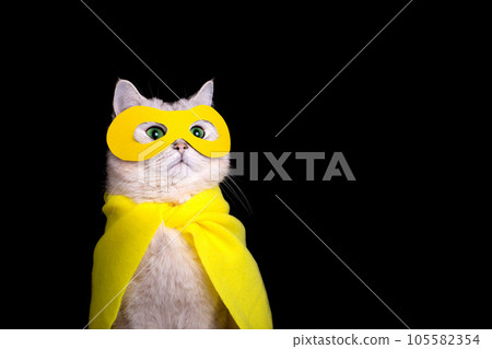 Close up of white cat in a yellow superhero costume, looks up, on black background 105582354
