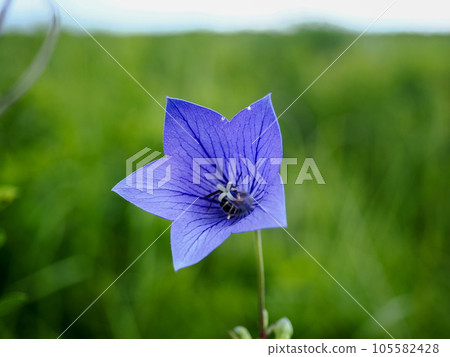 Landscape with Bellflowers Landscape with Bellflowers 105582428