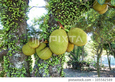 菠蘿蜜味 105582589