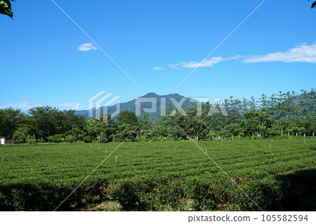 [台灣台東縣] 鹿野鄉龍田村茶園 105582594