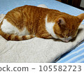 Cat sleeping 105582723