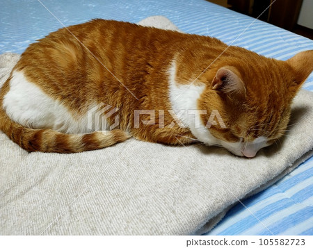 Cat sleeping 105582723